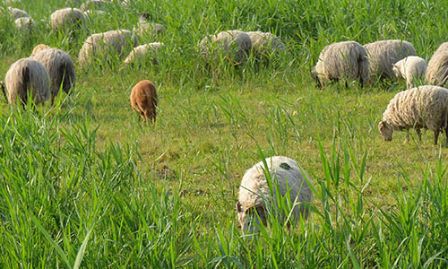 schapen begrazing