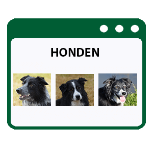 honden border collie