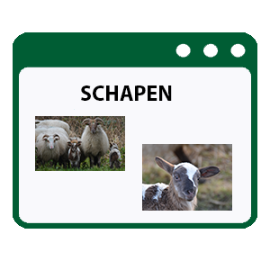 schapen- foto