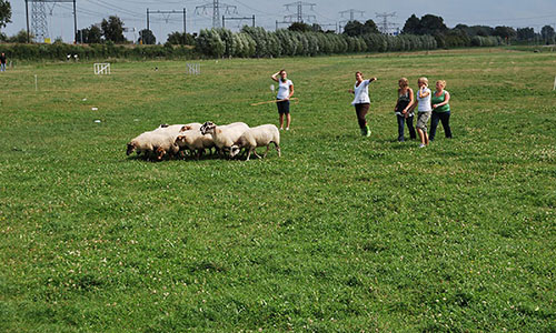 teambuilding-schapendrijven-bordercollie