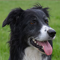 joelle border collie