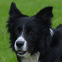 stamboom-lad-bordercollie