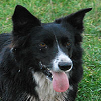 lad border collie