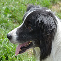 stamboom-pax-bordercollie