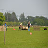 trainingen-schapendrijven