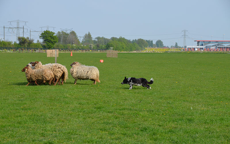 border-collie-lizzy