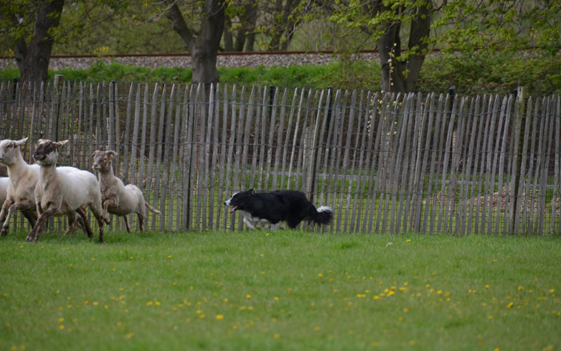 bordercollie-chimo-lift