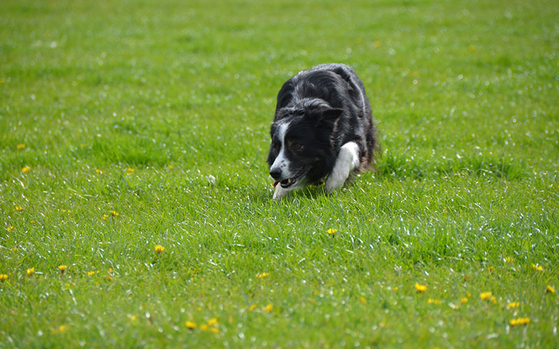 bordercollie-chimo-outrun