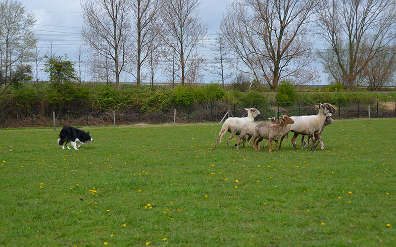 bordercollie-chimo-schaap