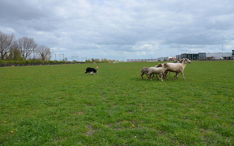 bordercollie-chimo-schapen