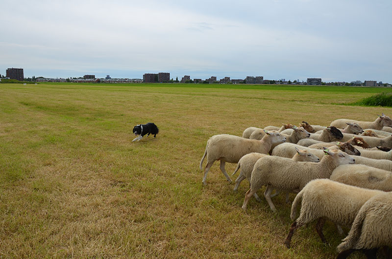 bordercollie-djeff