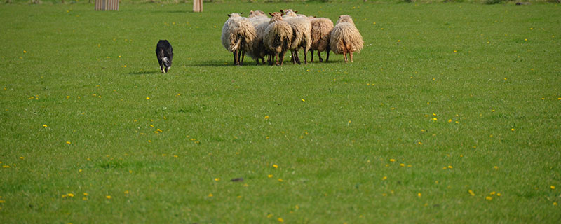 bordercollie-fleet