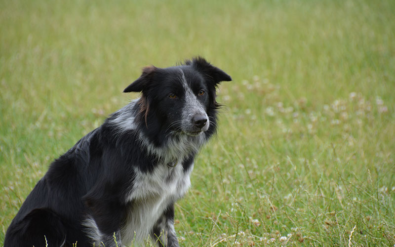 bordercollie-lizzy-kijk