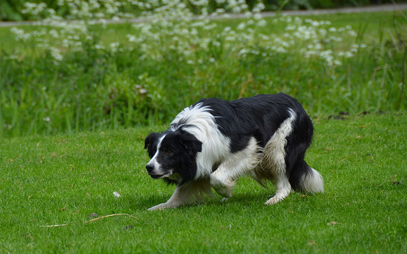 bordercollie-pax-look