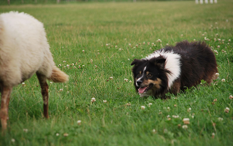 bordercolliesepp