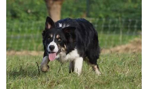 mate-bordercollie-1