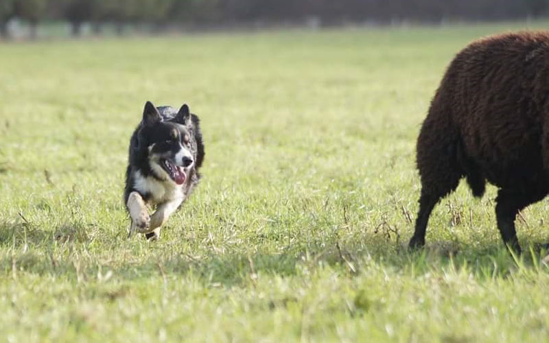 mate-bordercollie-schapendrijven-com