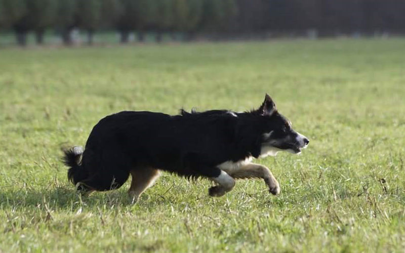 mate-bordercollie-schapendrijven