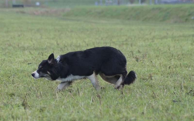 matebordercollie