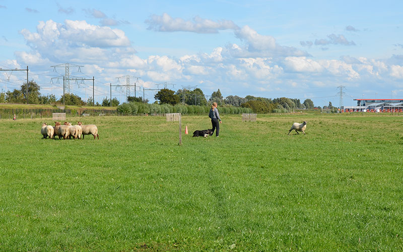 schaap-joelle