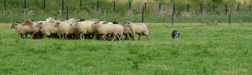 schaap1