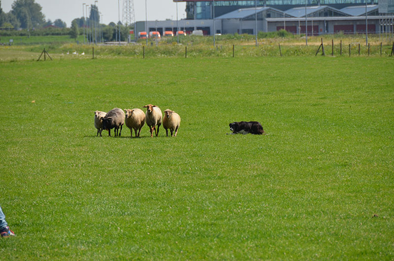 schapendrijvenjoelle