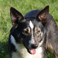 stamboom-megmeg-bordercollie