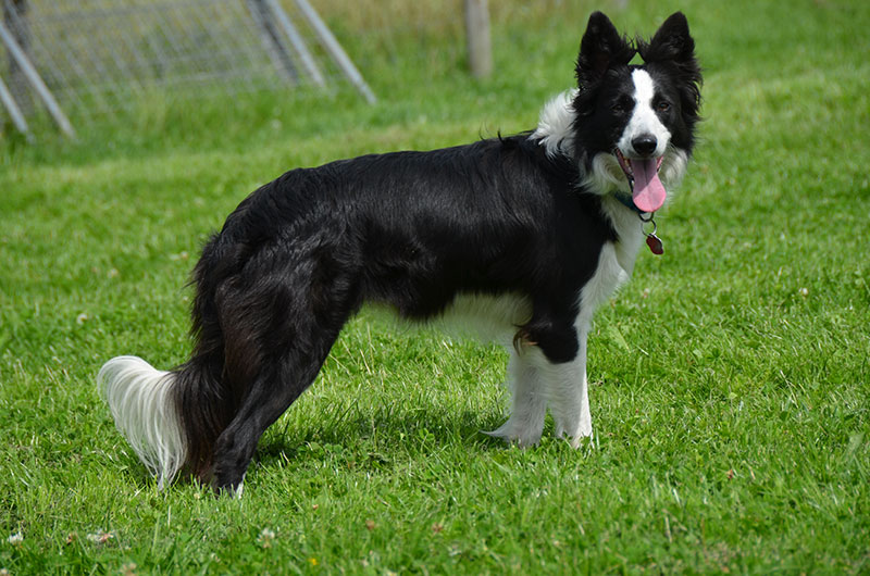 summer border_collie