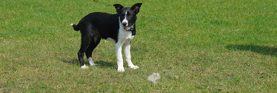 Gail Border collie