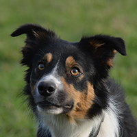 border collie kyra