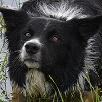 teambuilding boder collie schapendrijven 