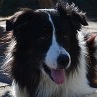  border collie teambuilding schapendrijven