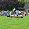 demostratie-schapendrijven