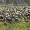 schapen-begrazing