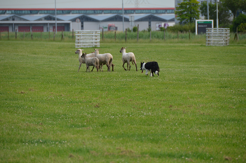 summer schapendrijven
