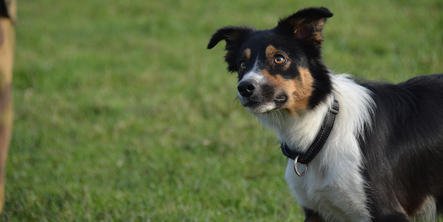 kyra border collie