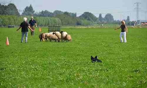 trainingen schapendrijven