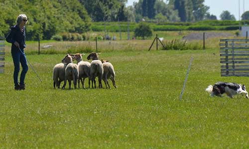 trainingen schapendrijven drive