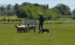 trainingen schapendrijven jonge hond