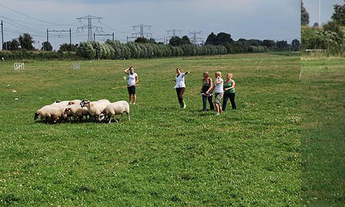 schapendrijven teambuilding