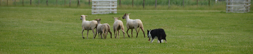 summer border-collie