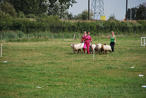 teambuilding-schapendrijven-bordercollie-