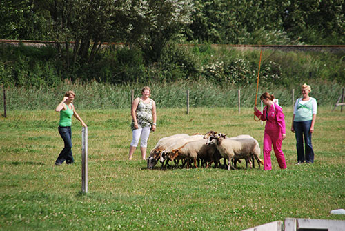 teambuilding schapendrijven