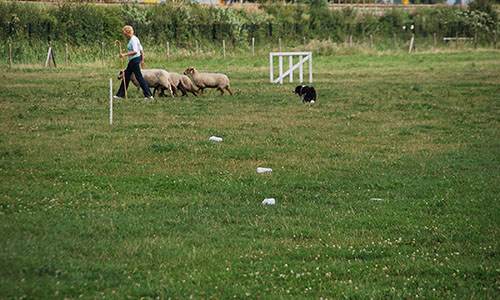 teambuilding schapendrijven