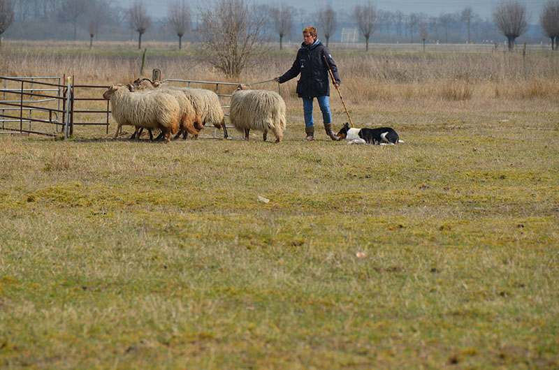 chip is aan het pennen op een wetstrijd met schapen