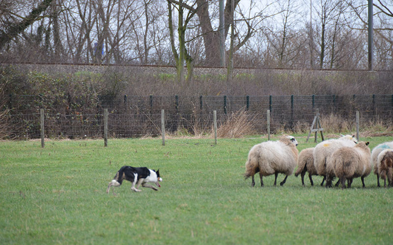 chip met de schapen aan het afdrijven